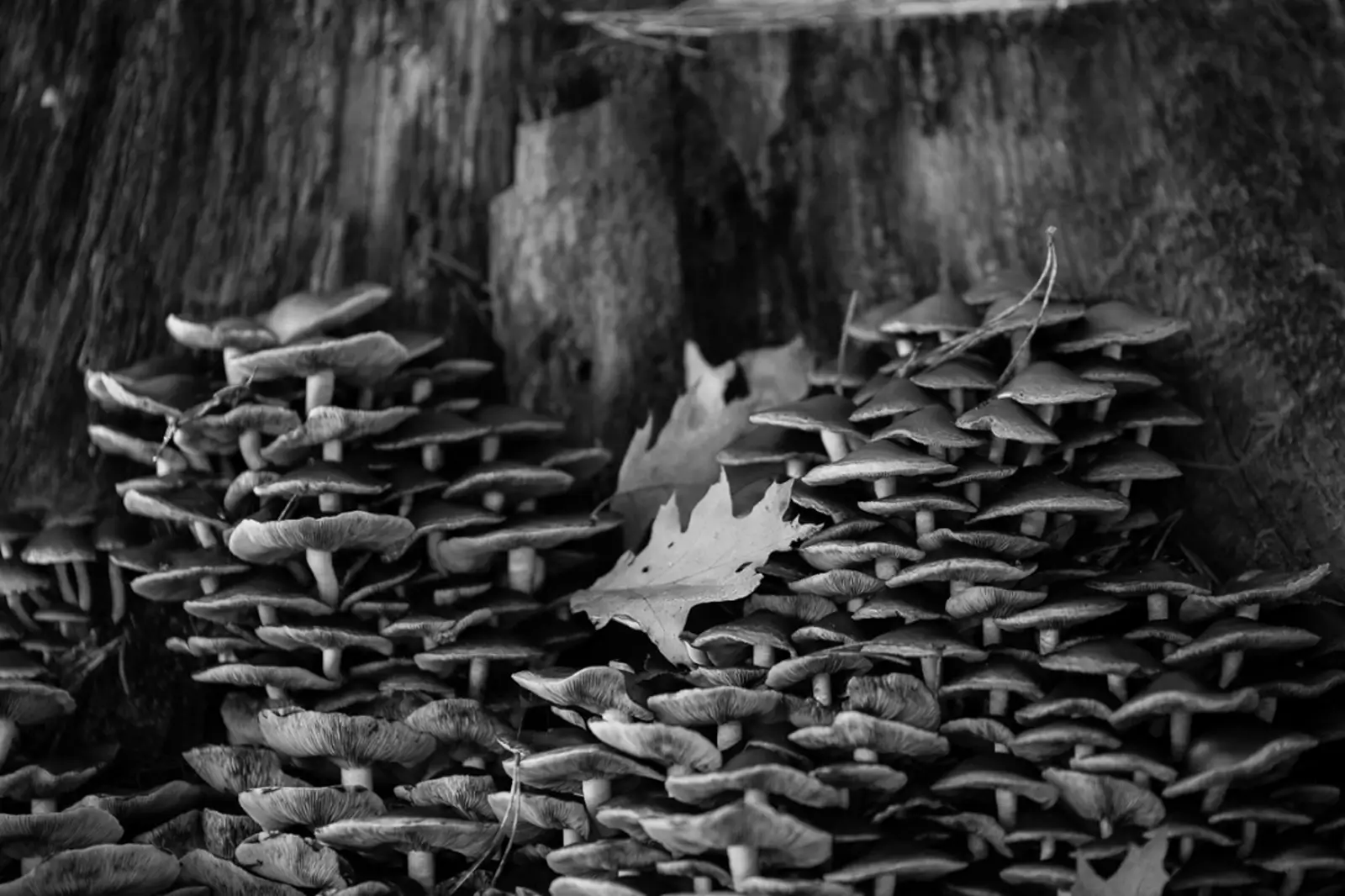 Lienewitzsee-225-1050x700